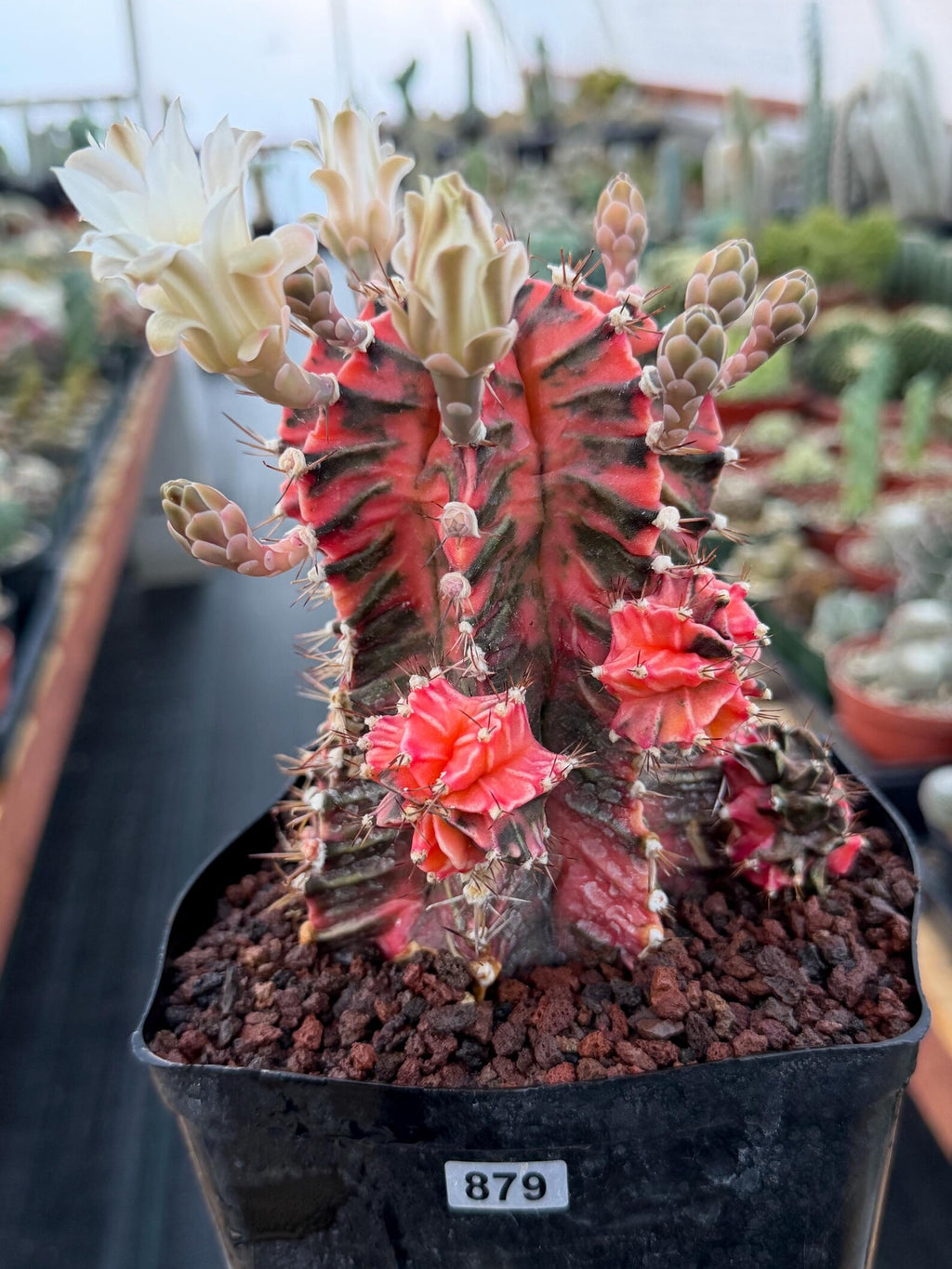 Variegated Gymnocalycium Mihanovichii Fukuryu with Pups #879