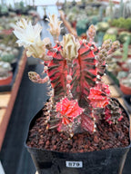 Variegated Gymnocalycium Mihanovichii Fukuryu with Pups #879