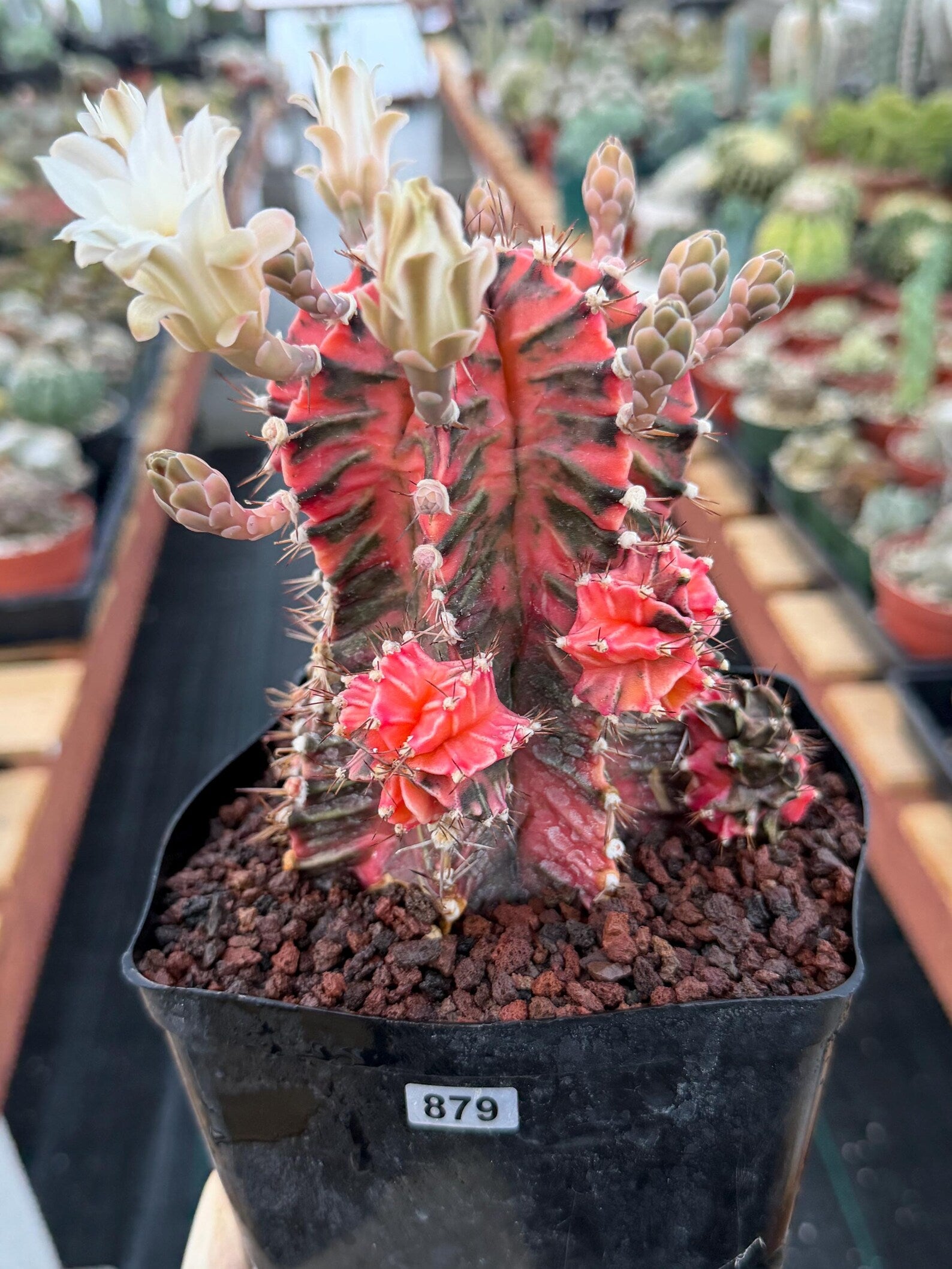 Variegated Gymnocalycium Mihanovichii Fukuryu with Pups #879