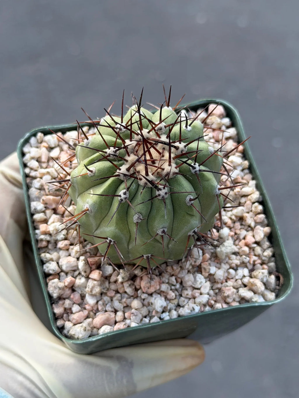Copiapoa Cinerea Seed Grown Rare Collector Cactus | Live Plant