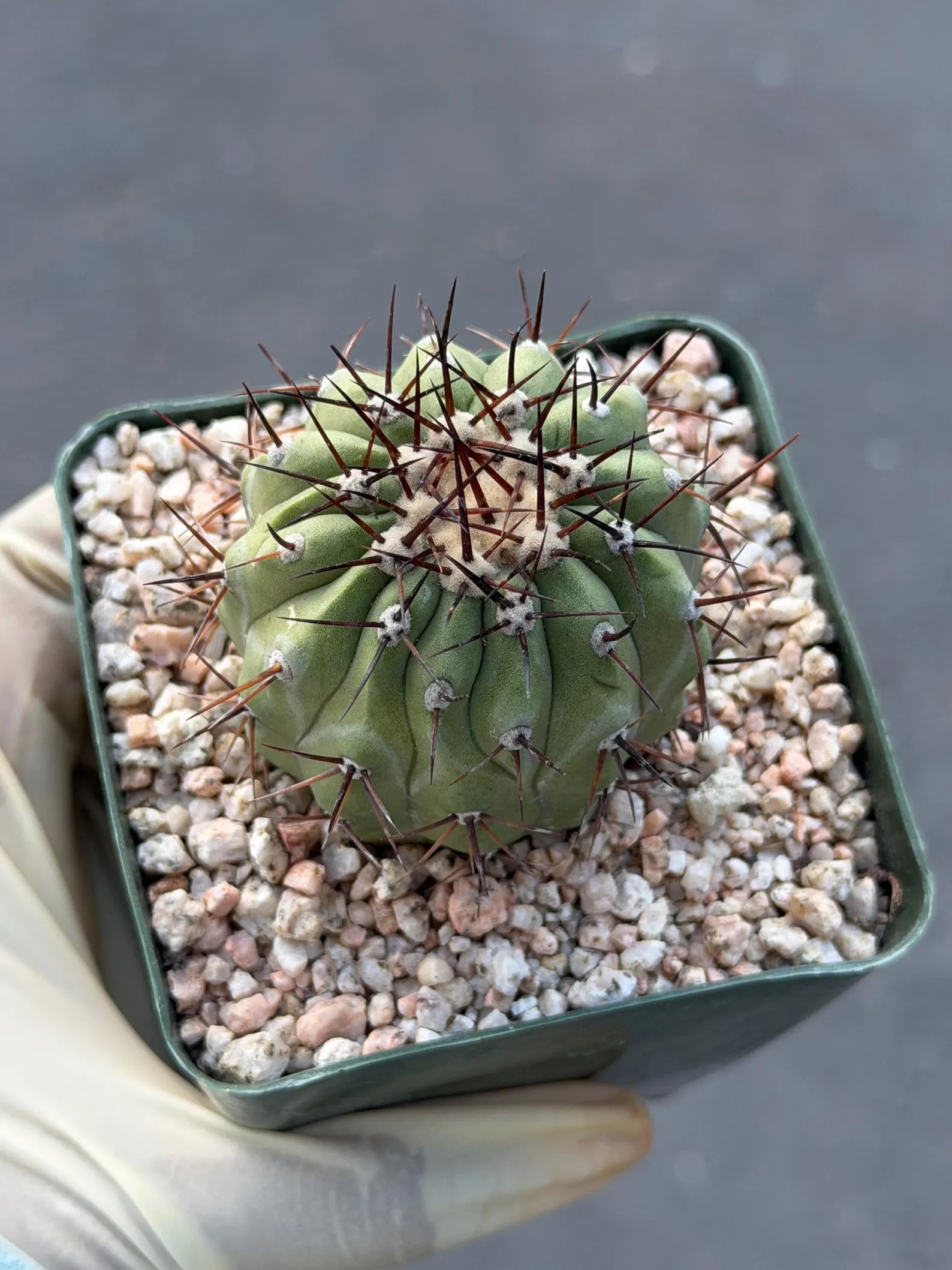 Copiapoa Cinerea Seed Grown Rare Collector Cactus | Live Plant