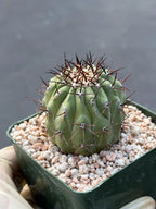 Copiapoa Cinerea Seed Grown Rare Collector Cactus | Live Plant