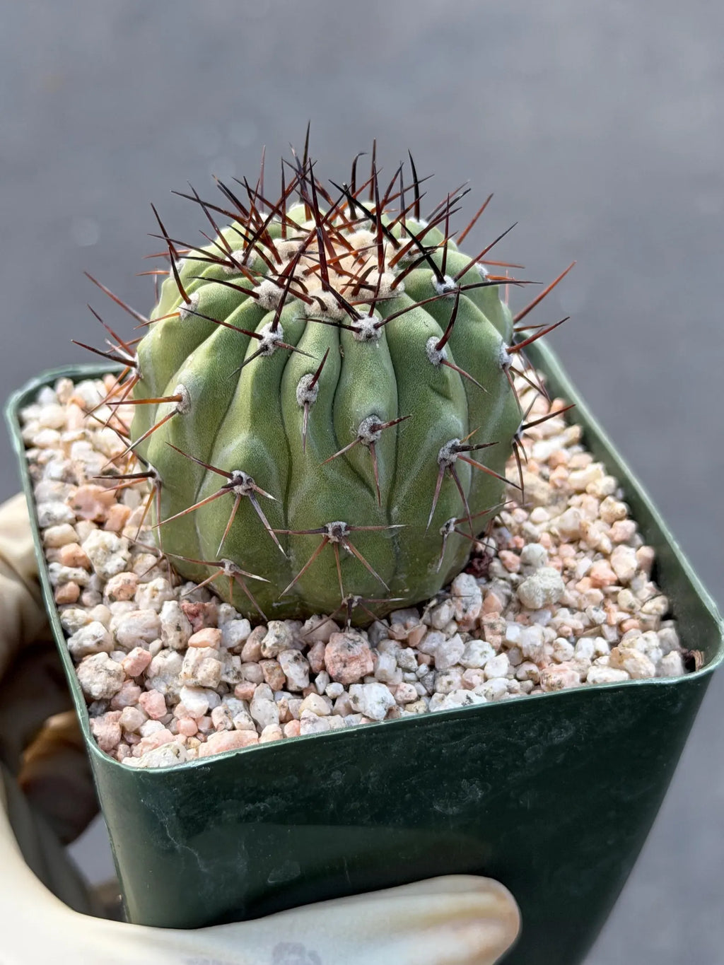 Copiapoa Cinerea Seed Grown Rare Collector Cactus | Live Plant