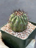 Copiapoa Cinerea Seed Grown Rare Collector Cactus | Live Plant
