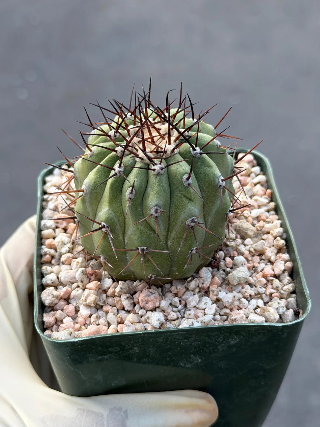 Copiapoa Cinerea Seed Grown Rare Collector Cactus | Live Plant