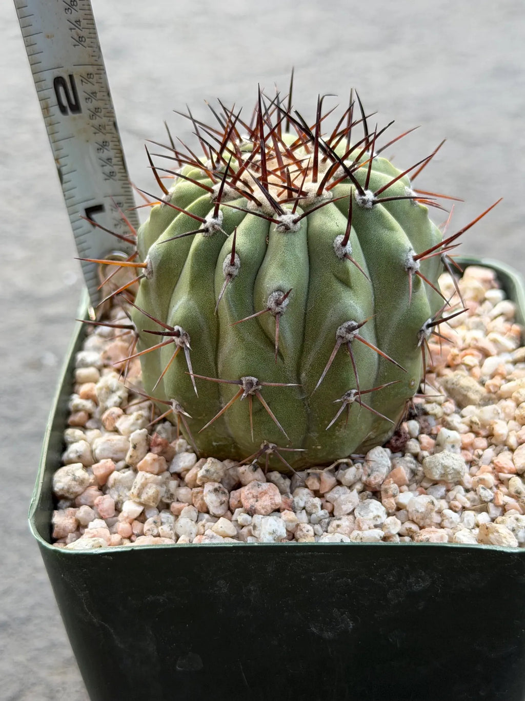 Copiapoa Cinerea Seed Grown Rare Collector Cactus | Live Plant