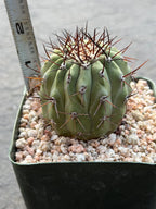 Copiapoa Cinerea Seed Grown Rare Collector Cactus | Live Plant