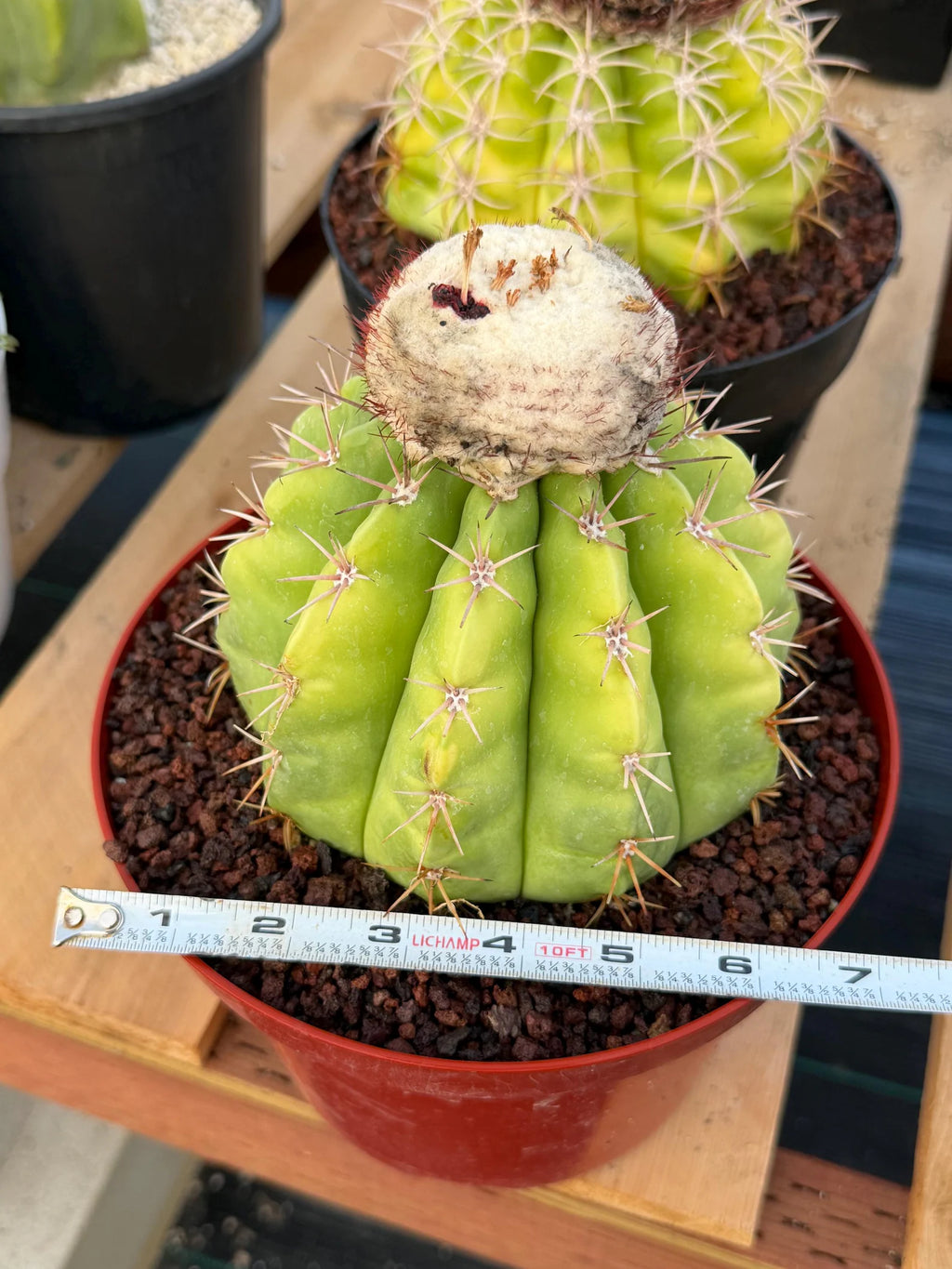 Melocactus White Cephalium Lime Green Rare Seed Grown Cactus #730