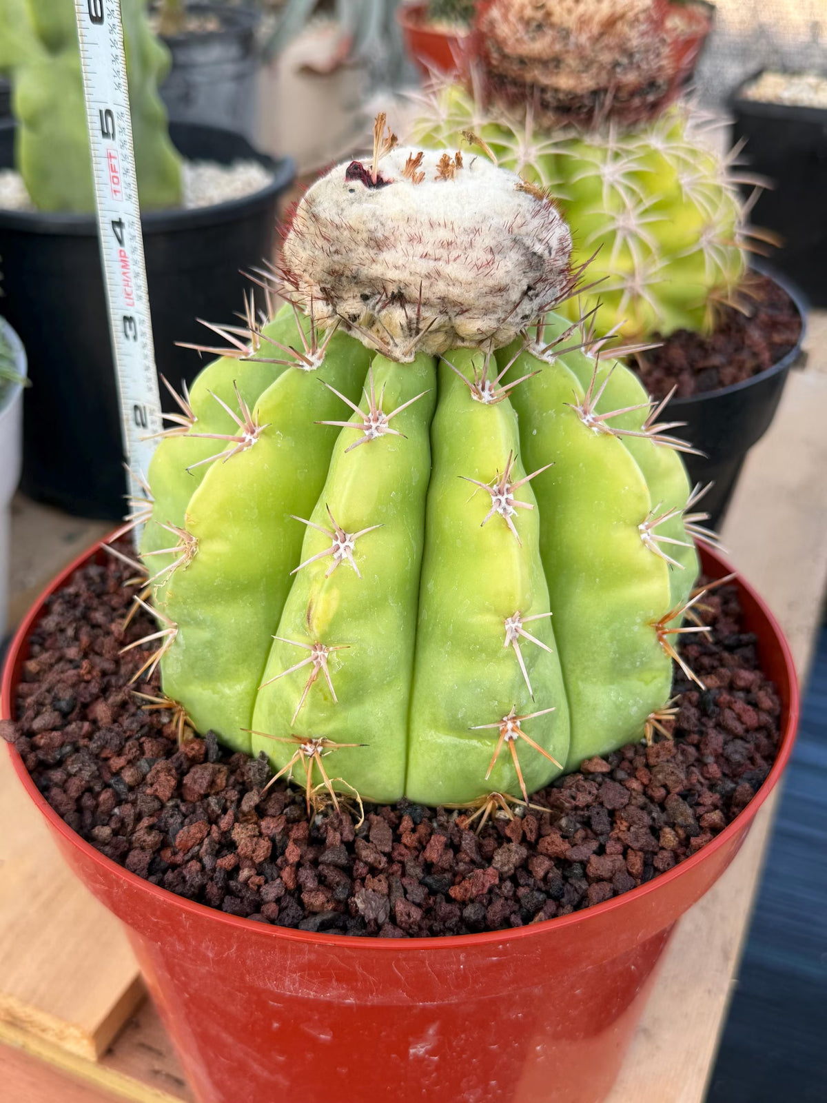 Melocactus White Cephalium Lime Green Rare Seed Grown Cactus #730