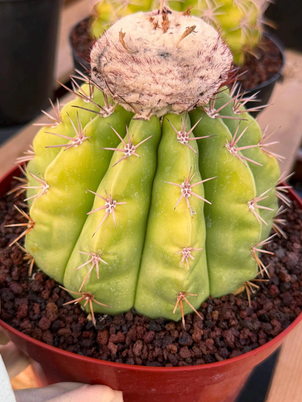 Melocactus White Cephalium Lime Green Rare Seed Grown Cactus #730