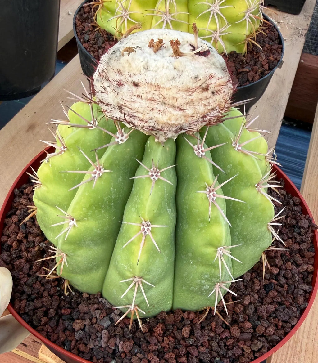 Melocactus White Cephalium Lime Green Rare Seed Grown Cactus #730