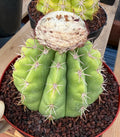 Melocactus White Cephalium Lime Green Rare Seed Grown Cactus #730