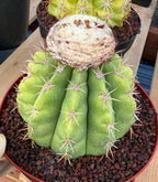 Melocactus White Cephalium Lime Green Rare Seed Grown Cactus #730
