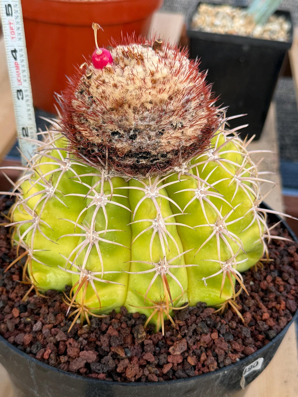 Melocactus with White Cephalium Lime Green Rare Cactus #490