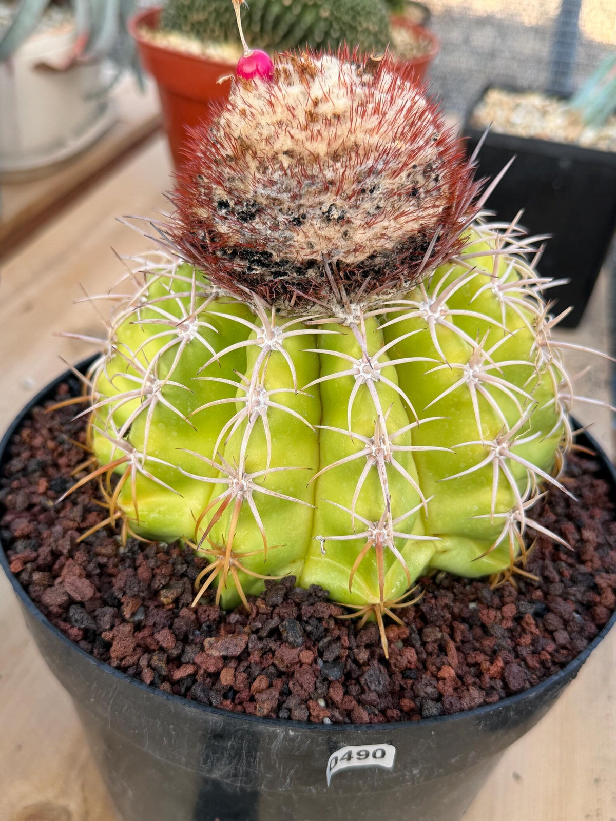 Melocactus with White Cephalium Lime Green Rare Cactus #490