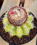 Melocactus with White Cephalium Lime Green Rare Cactus #490