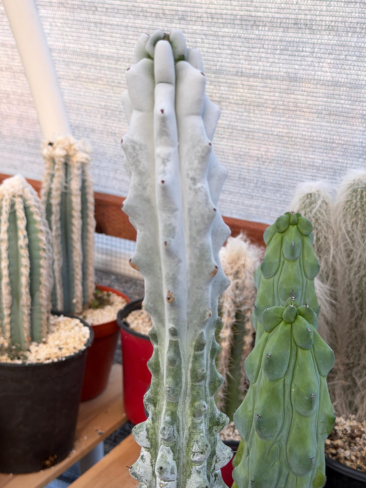 Stenocereus Beneckei | Rare Chalky Gray Columnar Cactus | Live Plant