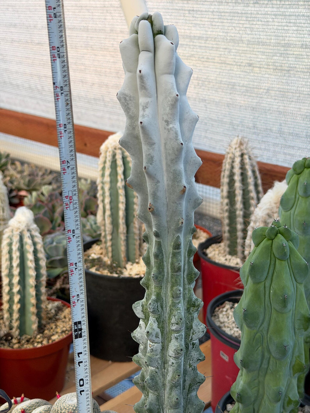 Stenocereus Beneckei | Rare Chalky Gray Columnar Cactus | Live Plant