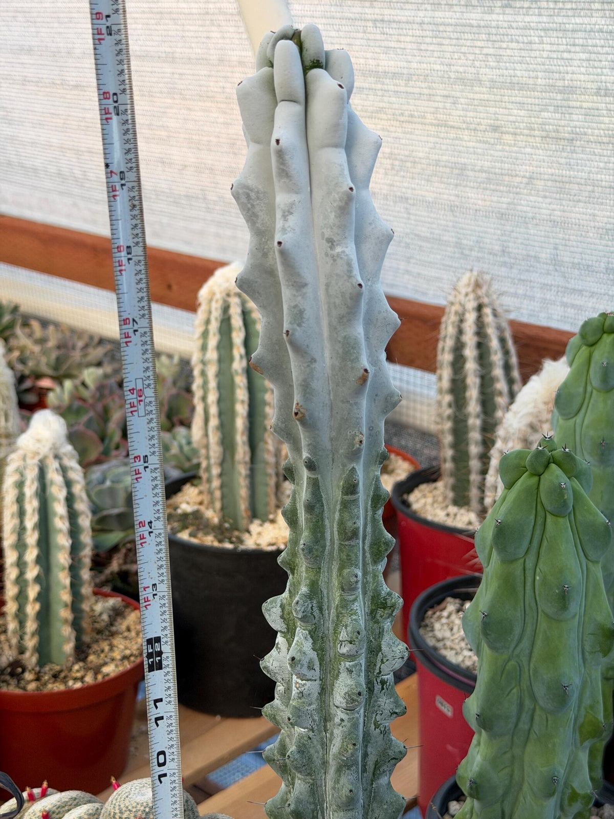 Stenocereus Beneckei | Rare Chalky Gray Columnar Cactus | Live Plant