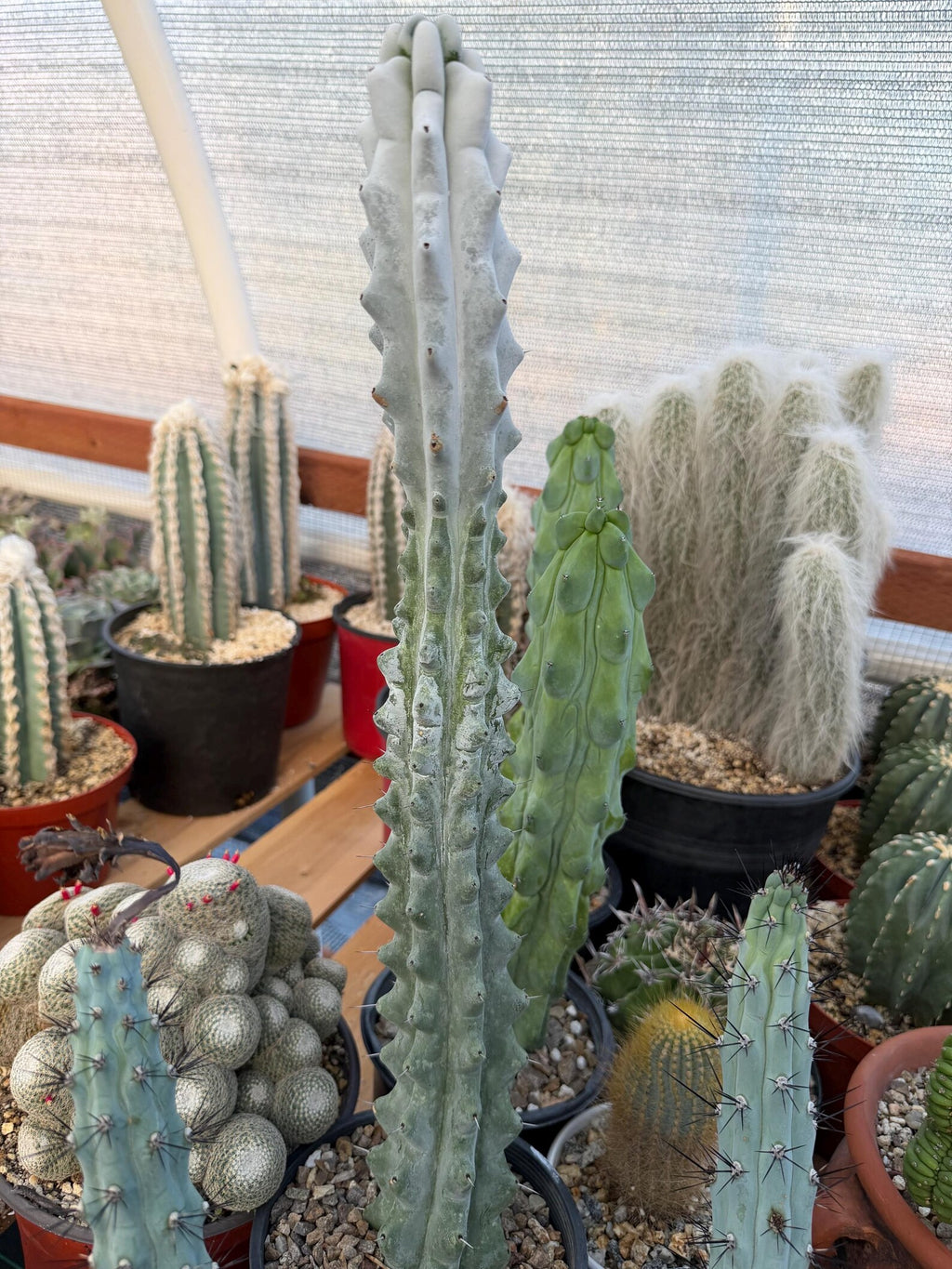 Stenocereus Beneckei | Rare Chalky Gray Columnar Cactus | Live Plant