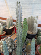 Stenocereus Beneckei | Rare Chalky Gray Columnar Cactus | Live Plant