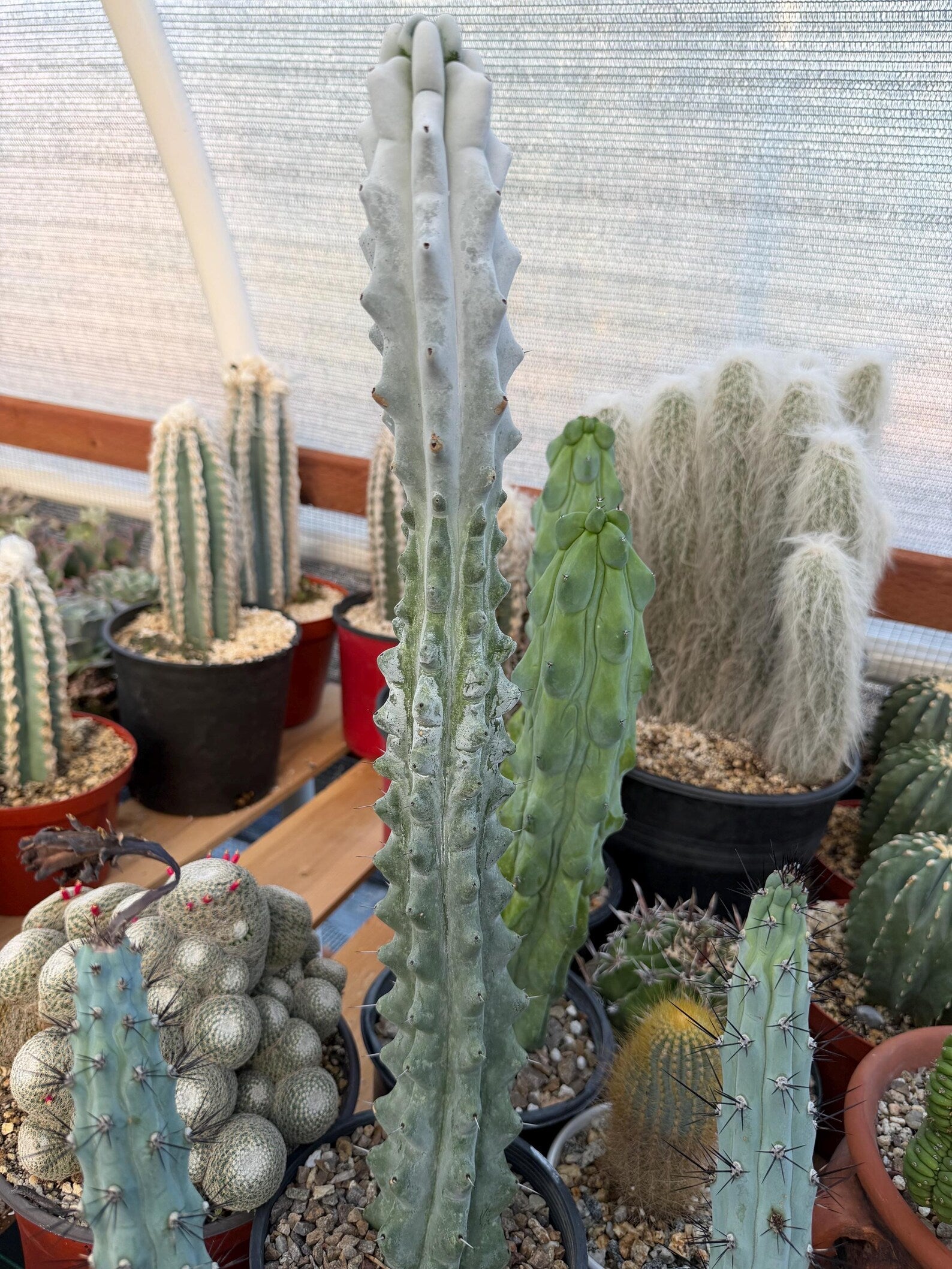 Stenocereus Beneckei | Rare Chalky Gray Columnar Cactus | Live Plant