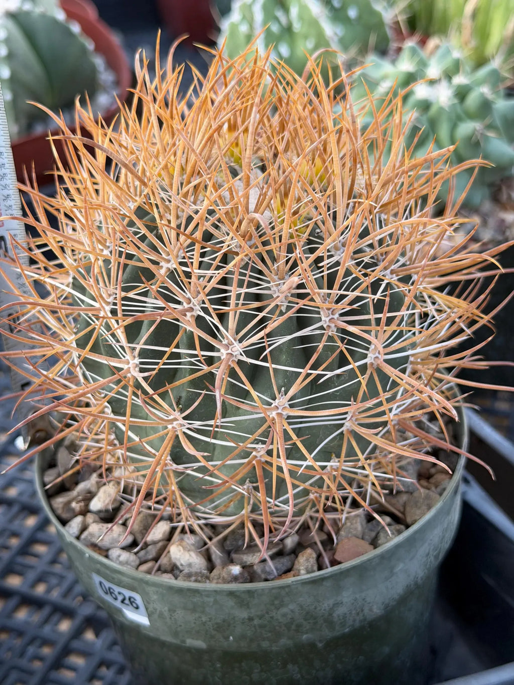 Ferocactus Chrysacanthus Seed Grown | Yellow Spines  #626
