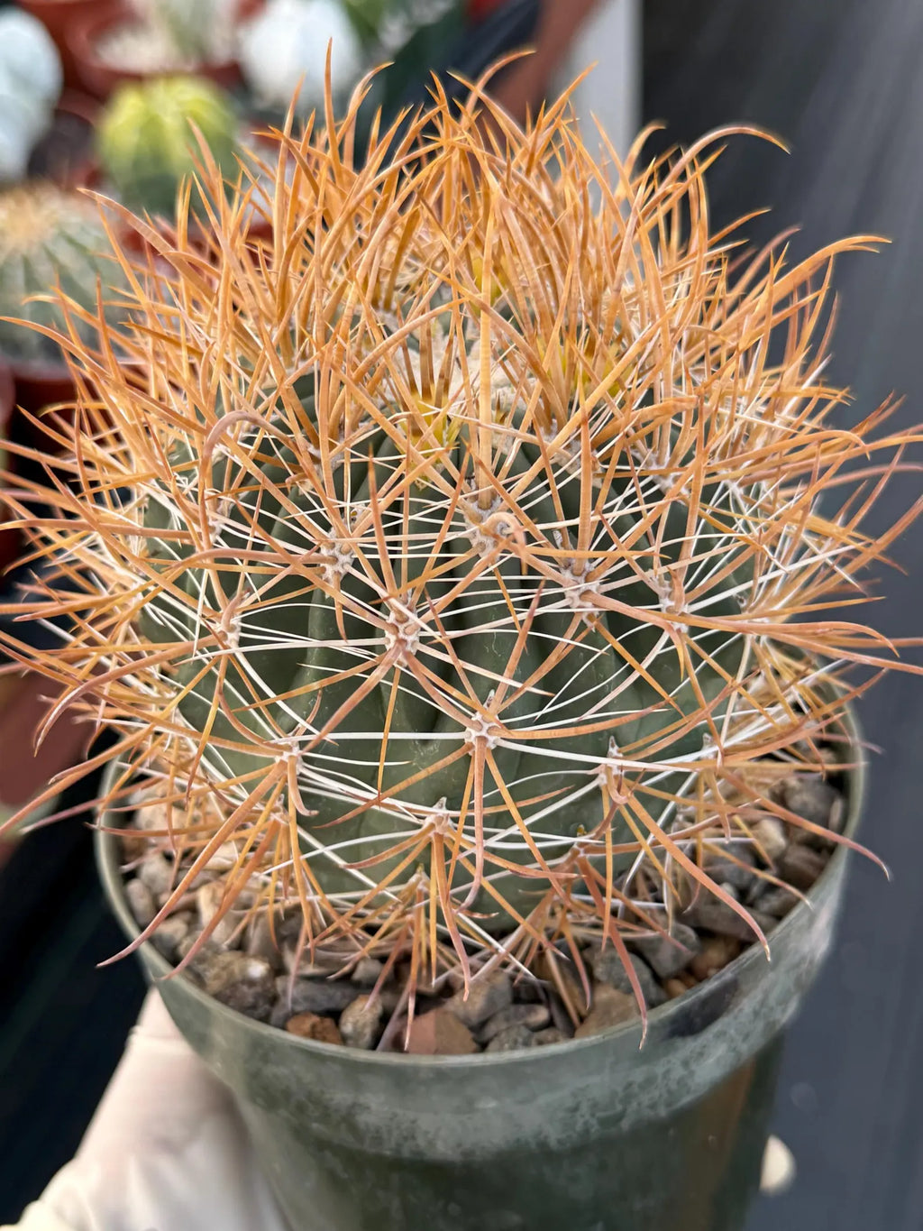 Ferocactus Chrysacanthus Seed Grown | Yellow Spines  #626