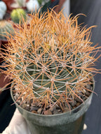 Ferocactus Chrysacanthus Seed Grown | Yellow Spines  #626