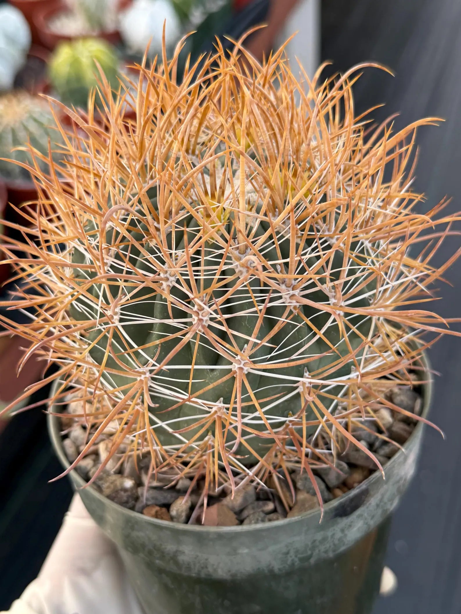 Ferocactus Chrysacanthus Seed Grown | Yellow Spines  #626