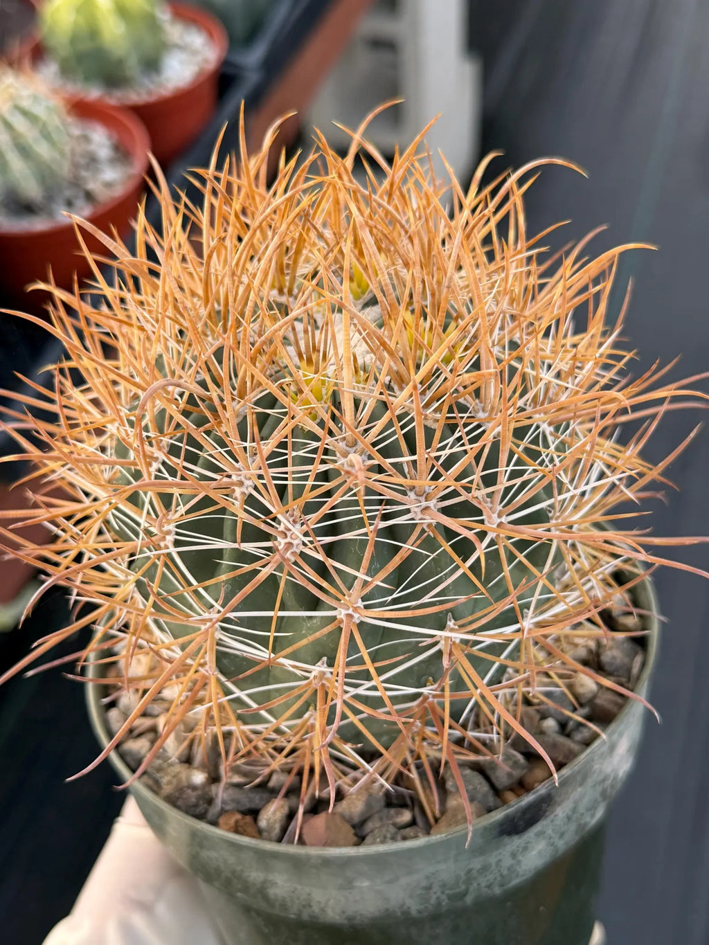 Ferocactus Chrysacanthus Seed Grown | Yellow Spines  #626