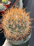 Ferocactus Chrysacanthus Seed Grown | Yellow Spines  #626