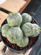 Euphorbia Obesa Cluster | Rare Specimen Succulent | Live Cactus Plant #260