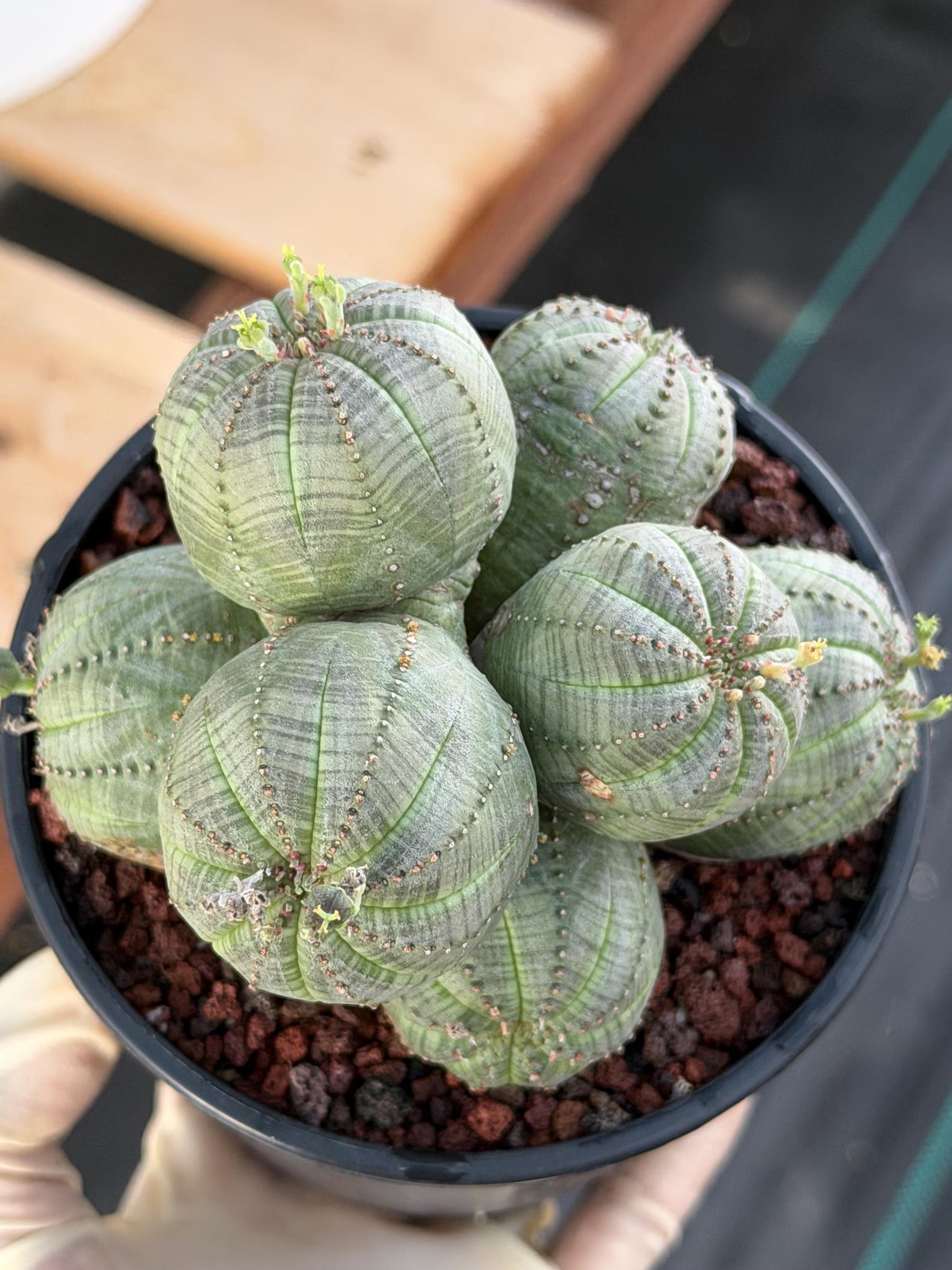 Euphorbia Obesa Cluster | Rare Specimen Succulent | Live Cactus Plant #260