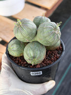 Euphorbia Obesa Cluster | Rare Specimen Succulent | Live Cactus Plant #260
