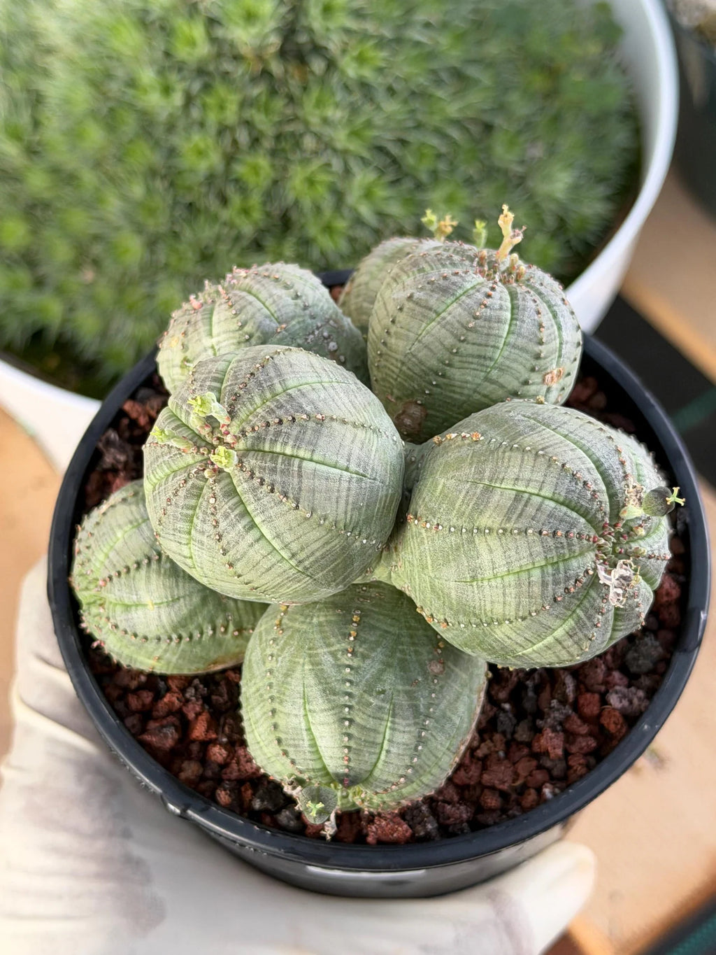 Euphorbia Obesa Cluster | Rare Specimen Succulent | Live Cactus Plant #260