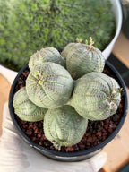 Euphorbia Obesa Cluster | Rare Specimen Succulent | Live Cactus Plant #260