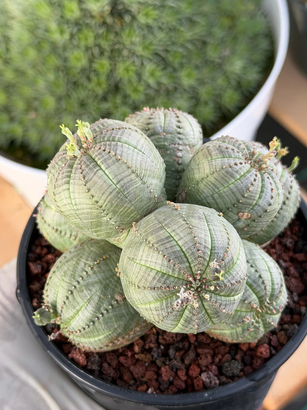 Euphorbia Obesa Cluster | Rare Specimen Succulent | Live Cactus Plant #260