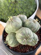 Euphorbia Obesa Cluster | Rare Specimen Succulent | Live Cactus Plant #260
