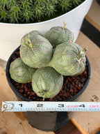 Euphorbia Obesa Cluster | Rare Specimen Succulent | Live Cactus Plant #260
