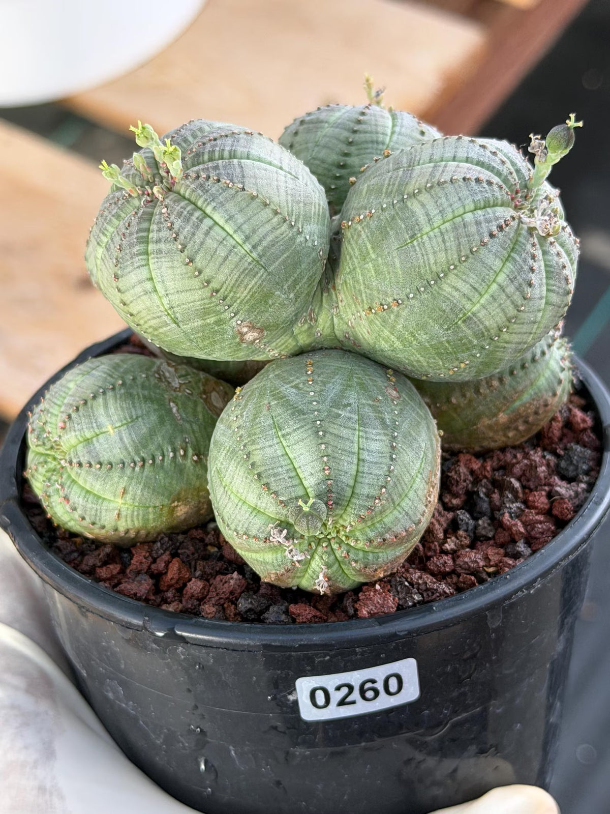 Euphorbia Obesa Cluster | Rare Specimen Succulent | Live Cactus Plant #260