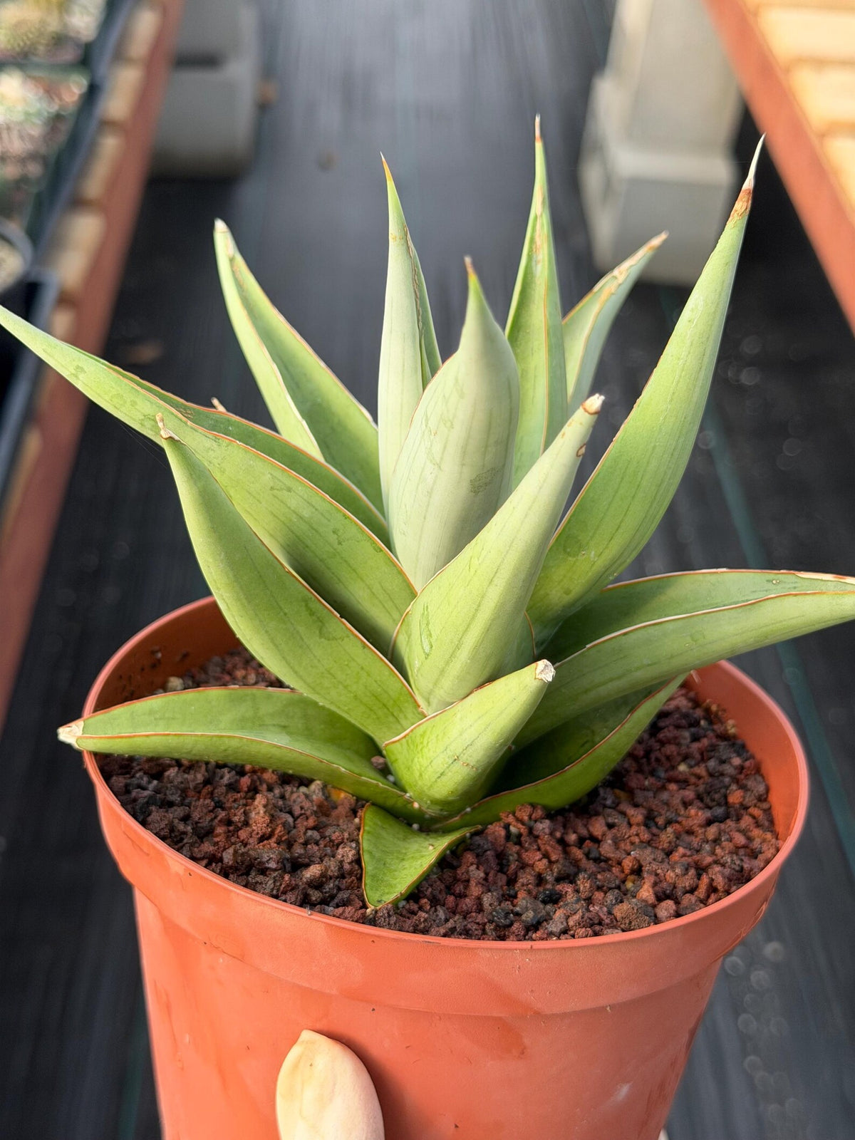 Sansevieria Chanin #42 | 6-Inch Silvery Green Easy Care Houseplant