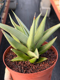 Sansevieria Chanin #42 | 6-Inch Silvery Green Easy Care Houseplant