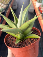 Sansevieria Chanin #42 | 6-Inch Silvery Green Easy Care Houseplant