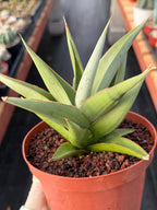 Sansevieria Chanin #42 | 6-Inch Silvery Green Easy Care Houseplant