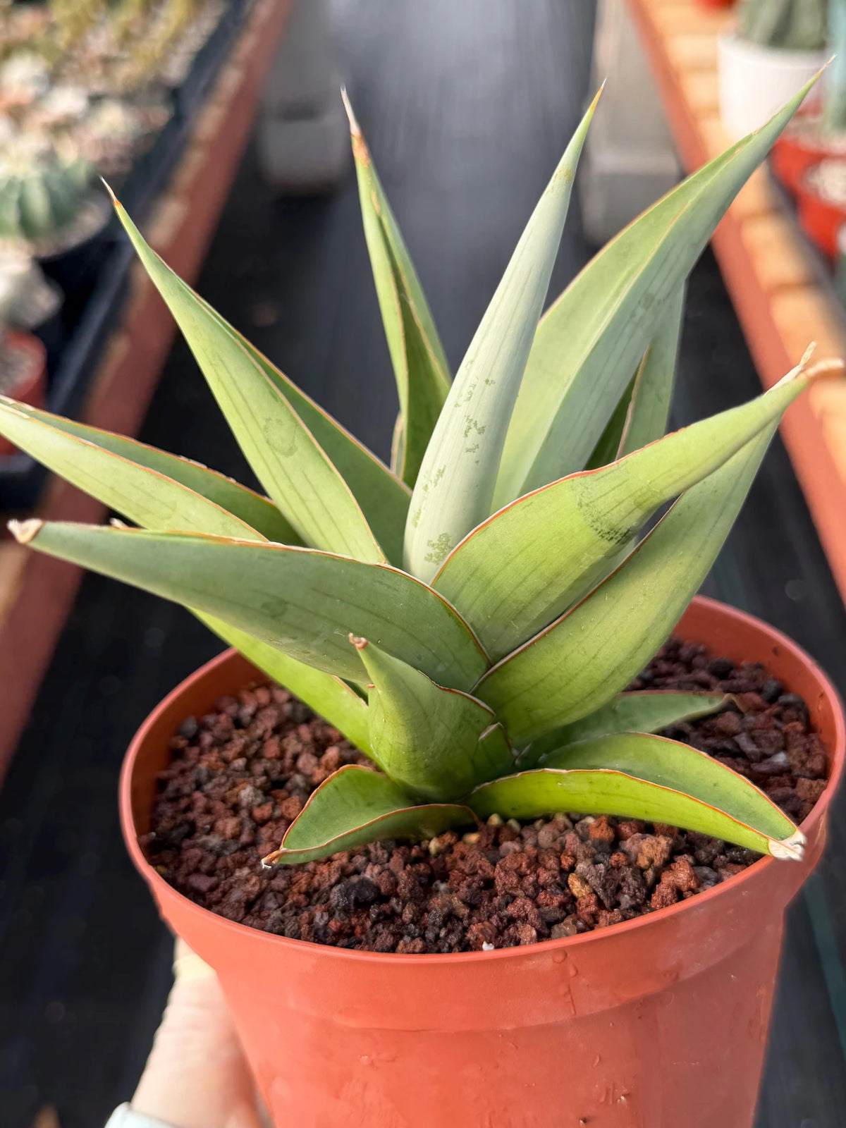 Sansevieria Chanin #42 | 6-Inch Silvery Green Easy Care Houseplant