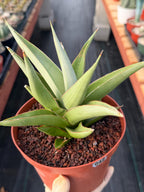 Sansevieria Chanin #42 | 6-Inch Silvery Green Easy Care Houseplant