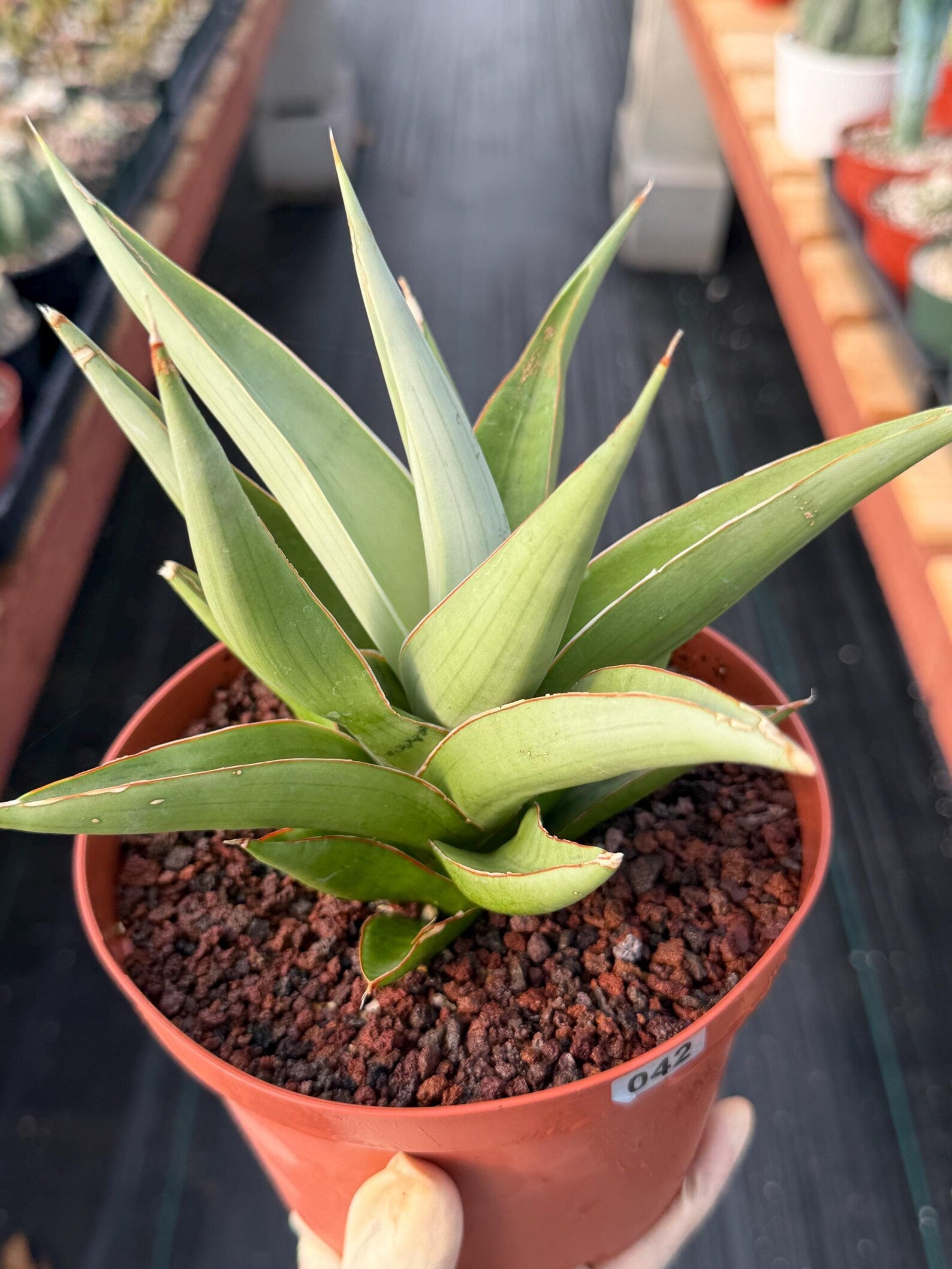 Sansevieria Chanin #42 | 6-Inch Silvery Green Easy Care Houseplant