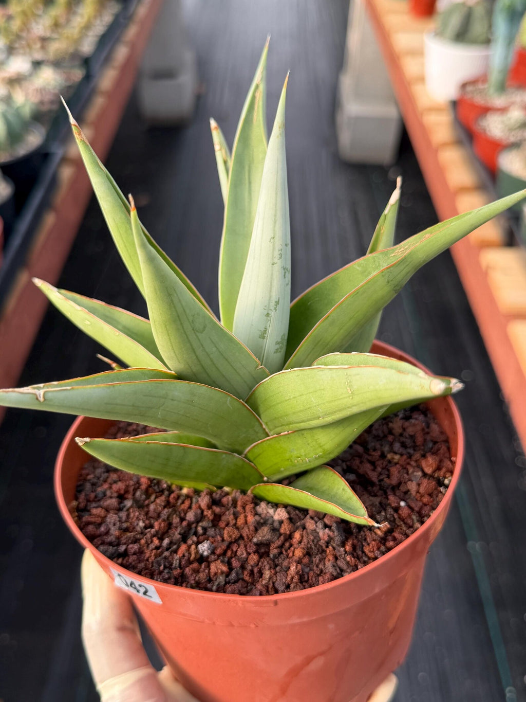 Sansevieria Chanin #42 | 6-Inch Silvery Green Easy Care Houseplant