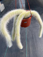 Hairy Monkey Tail Cactus  | Fuzzy White Live Cactus #724
